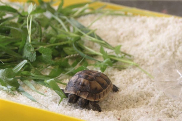Foto - Görevli imam buldu! Çift başlı kaplumbağa yavrusu korumaya alındı