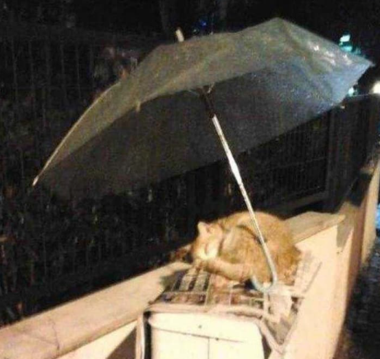 Foto - Görünce çok şaşıracaksınız! İnsanlık ölmemiş dedirten olaylar…