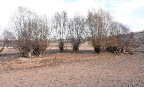 Foto - Tedirgin eden manzara! Görünce dua etmeye başladı