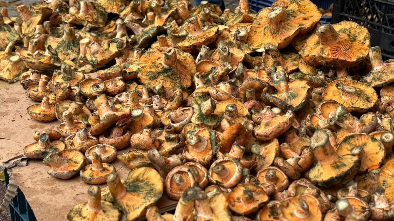 Foto - Görüntü adeta mest ediyor: Melki mantarını köylüler tezgaha çıkardı! Yoğun ilgi neden var, cevabı haberimizde