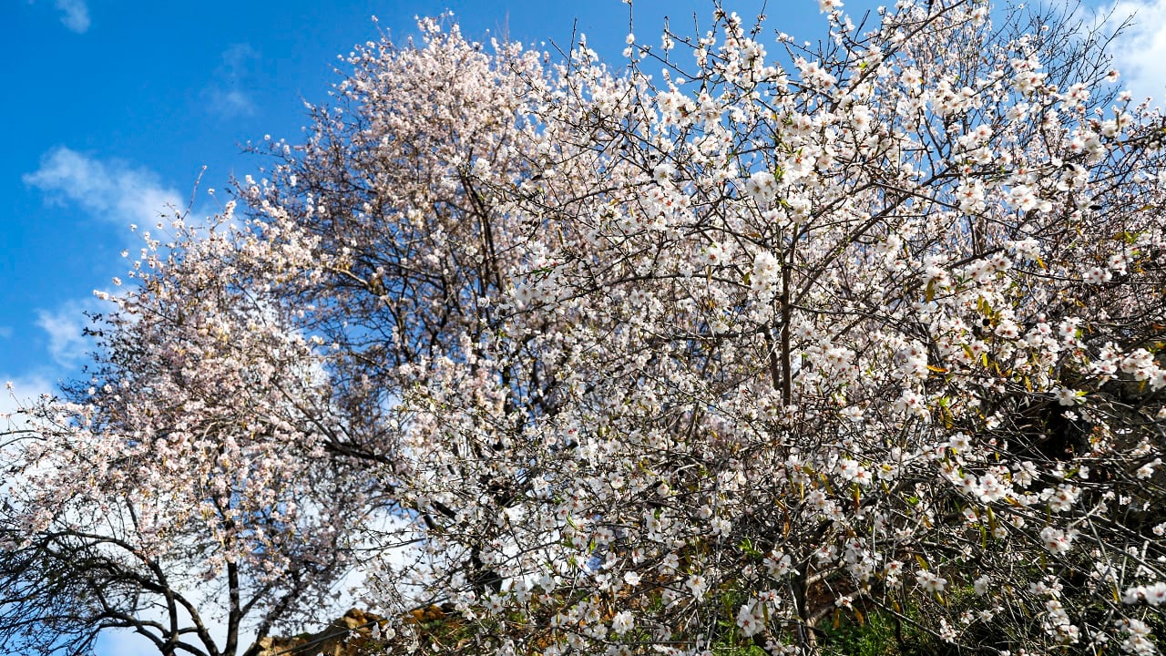Foto - Görüntü güzel ama üretici telaşlı! Ağaçlar mevsimleri şaşırdı