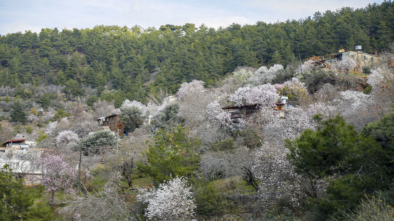 Foto - Görüntü güzel ama üretici telaşlı! Ağaçlar mevsimleri şaşırdı