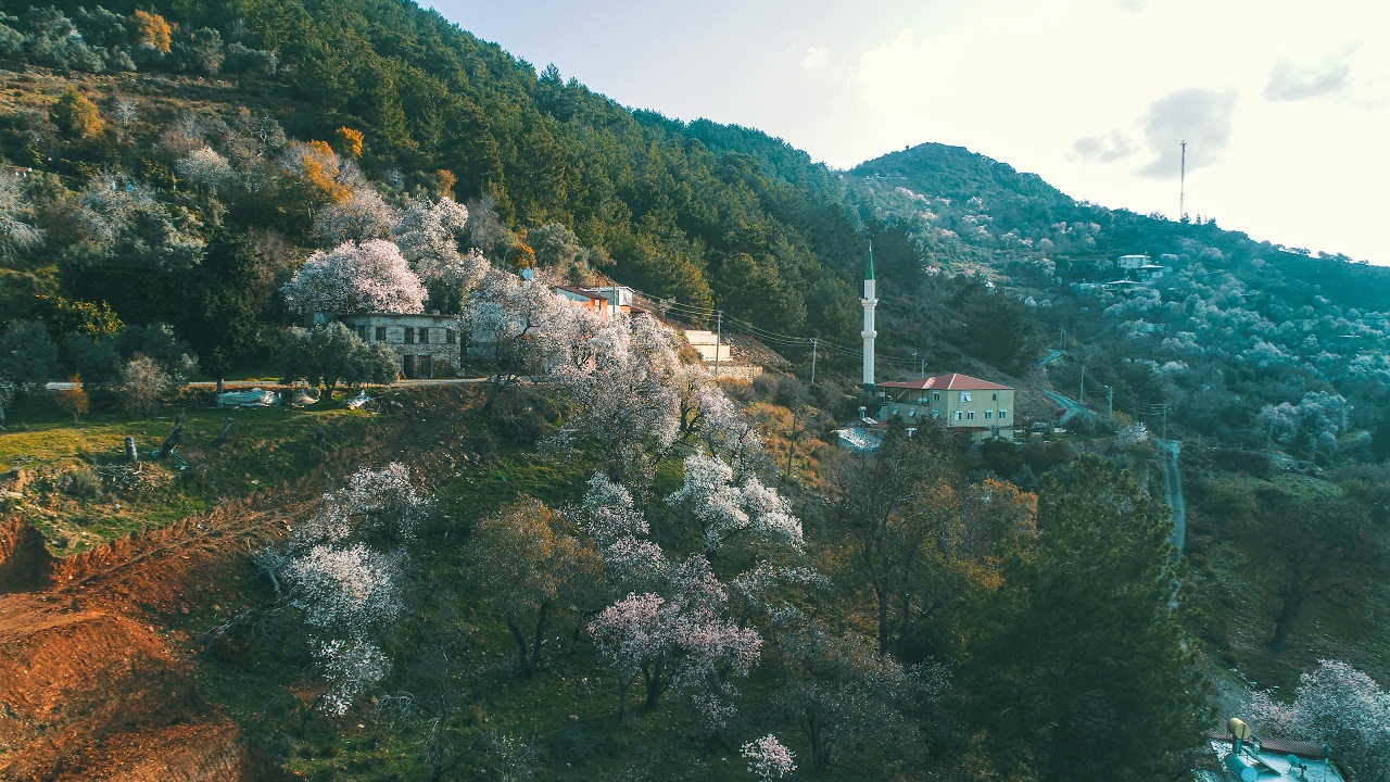 Foto - Görüntü güzel ama üretici telaşlı! Ağaçlar mevsimleri şaşırdı