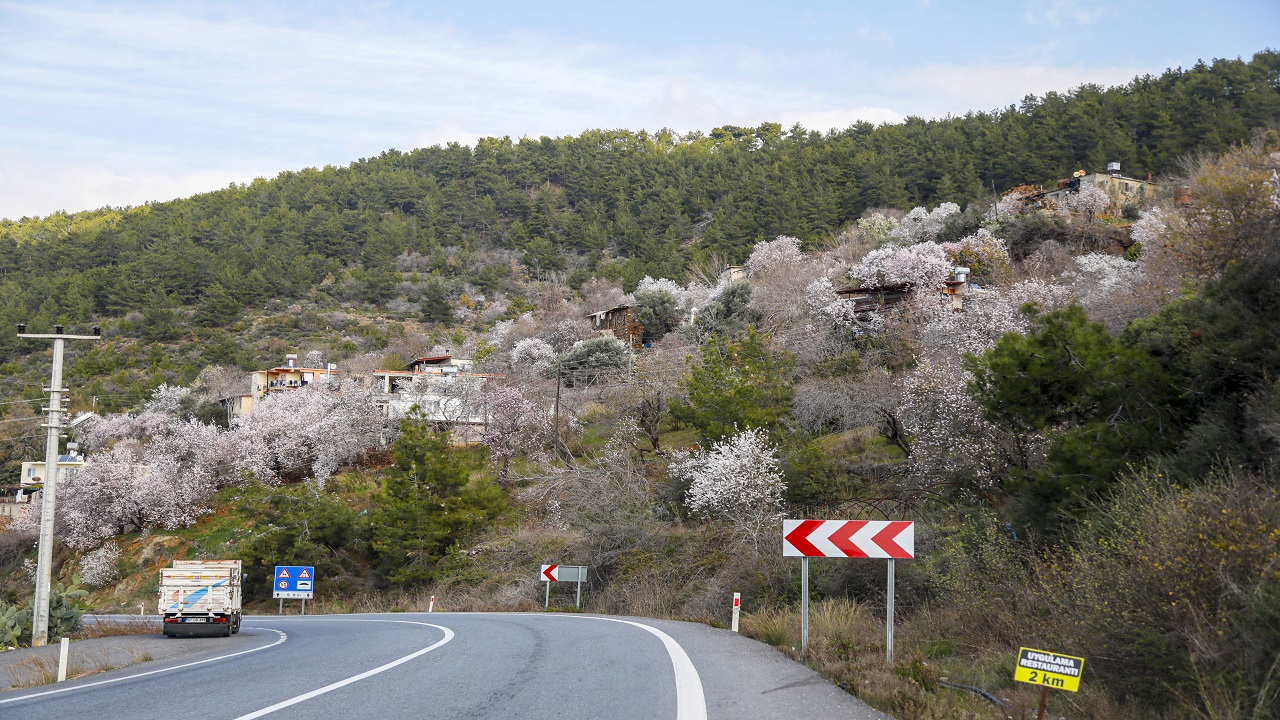 Foto - Görüntü güzel ama üretici telaşlı! Ağaçlar mevsimleri şaşırdı