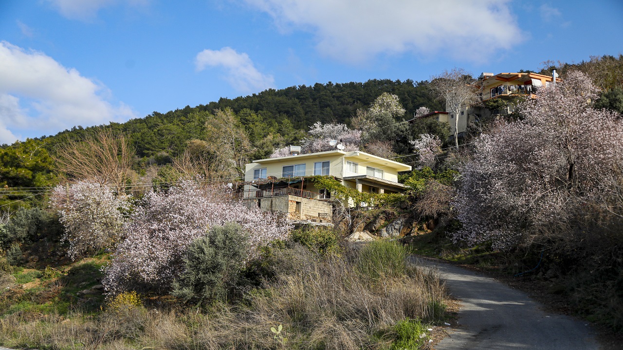 Foto - Görüntü güzel ama üretici telaşlı! Ağaçlar mevsimleri şaşırdı