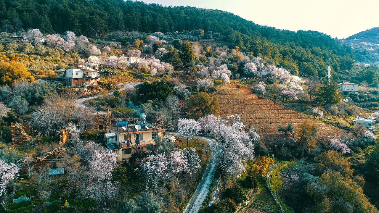 Foto - Görüntü güzel ama üretici telaşlı! Ağaçlar mevsimleri şaşırdı