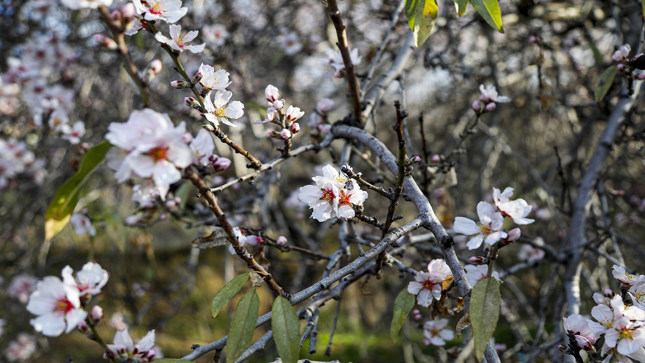 Foto - Görüntü güzel ama üretici telaşlı! Ağaçlar mevsimleri şaşırdı