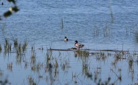 Foto - Görüntülemek için sıraya girdiler! Türkiye’de 4’üncü kez görüldü