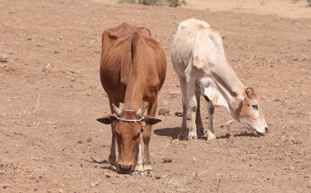 Foto - Görüntüler Etiyopya'dan servis edildi! Bu bidonun anlamı ne?