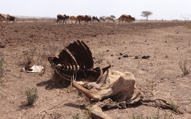 Foto - Görüntüler Etiyopya'dan servis edildi! Bu bidonun anlamı ne?