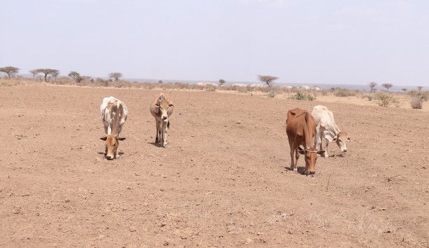 Foto - Görüntüler Etiyopya'dan servis edildi! Bu bidonun anlamı ne?