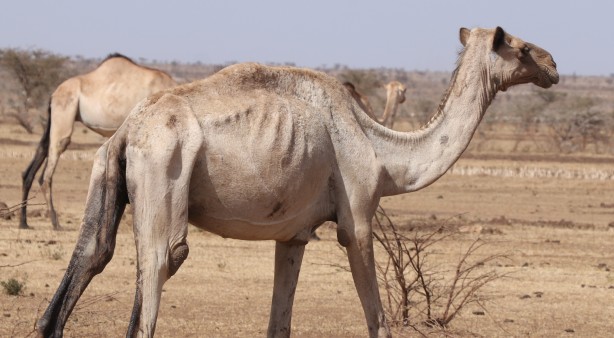 Foto - Görüntüler Etiyopya'dan servis edildi! Bu bidonun anlamı ne?