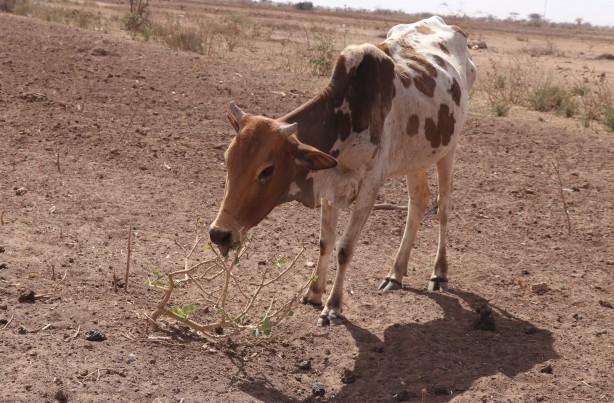 Foto - Görüntüler Etiyopya'dan servis edildi! Bu bidonun anlamı ne?