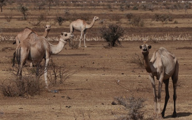 Foto - Görüntüler Etiyopya'dan servis edildi! Bu bidonun anlamı ne?
