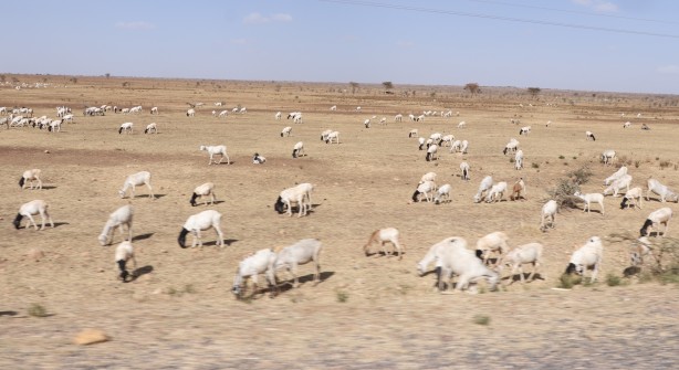 Foto - Görüntüler Etiyopya'dan servis edildi! Bu bidonun anlamı ne?