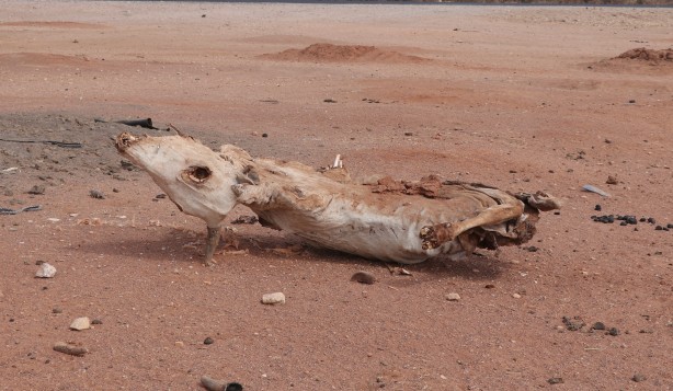 Foto - Görüntüler Etiyopya'dan servis edildi! Bu bidonun anlamı ne?