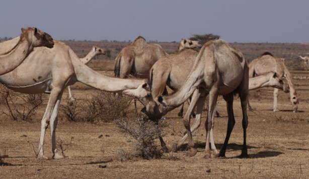 Foto - Görüntüler Etiyopya'dan servis edildi! Bu bidonun anlamı ne?