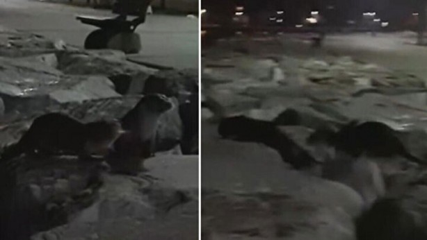 Foto - Görüntüler İstanbul'dan: Sürü halinde ortaya çıkıp avlandılar