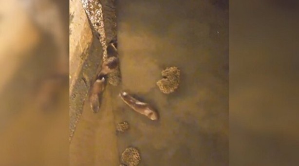 Görüntüler İstanbul'dan: Sürü halinde ortaya çıkıp avlandılar