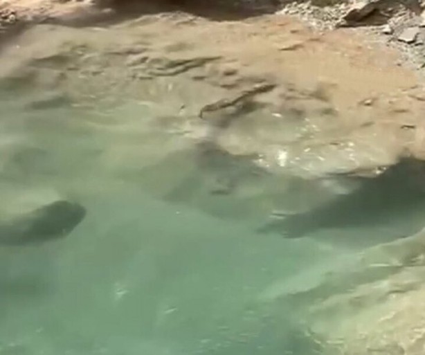 Foto - Görüntüler İstanbul'dan: Sürü halinde ortaya çıkıp avlandılar