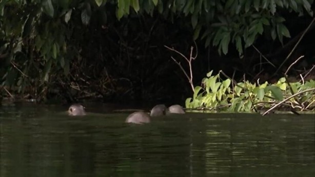 Foto - Görüntüler İstanbul'dan: Sürü halinde ortaya çıkıp avlandılar