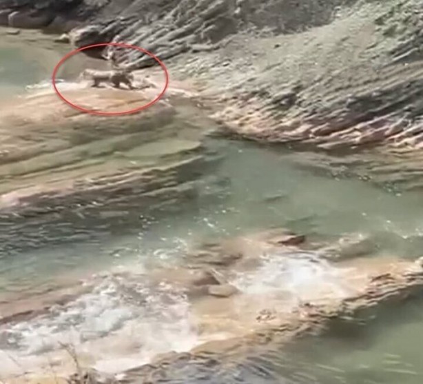 Foto - Görüntüler İstanbul'dan: Sürü halinde ortaya çıkıp avlandılar