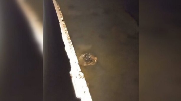 Foto - Görüntüler İstanbul'dan: Sürü halinde ortaya çıkıp avlandılar