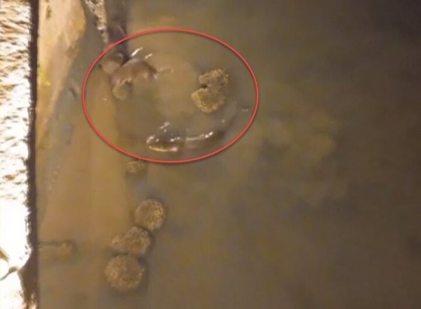 Foto - Görüntüler İstanbul'dan: Sürü halinde ortaya çıkıp avlandılar