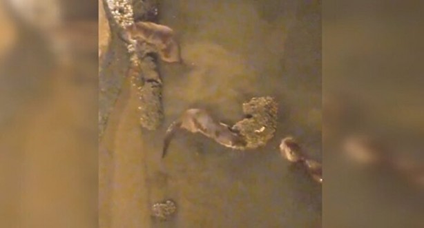 Foto - Görüntüler İstanbul'dan: Sürü halinde ortaya çıkıp avlandılar