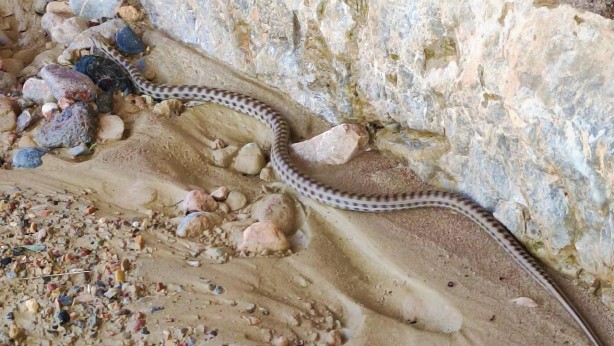 Foto - Görür görmez oraya koştular! Uydu görüntülerine bakarken tesadüf keşif