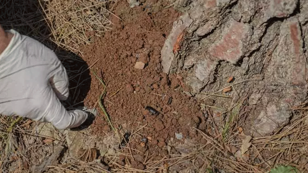 Görürseniz sakın öldürmeyin! Ormanda karşınıza çıkabilir!