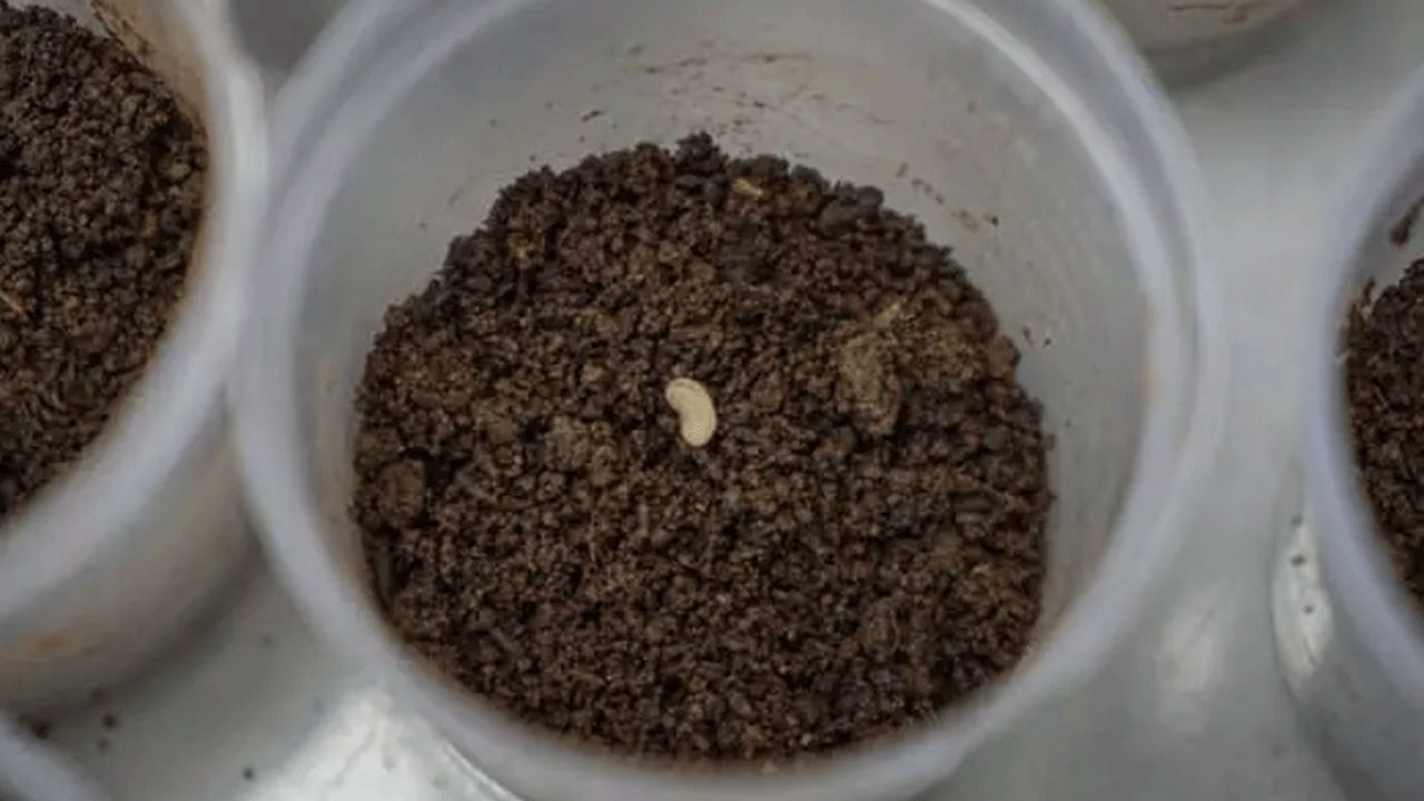 Foto - Görürseniz sakın öldürmeyin! Ormanda karşınıza çıkabilir!