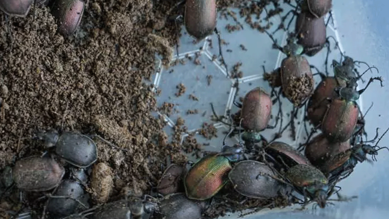 Foto - Görürseniz sakın öldürmeyin! Ormanda karşınıza çıkabilir!