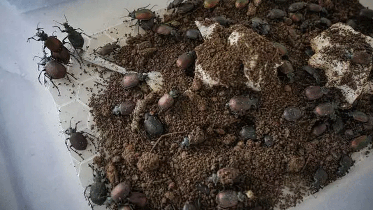 Foto - Görürseniz sakın öldürmeyin! Ormanda karşınıza çıkabilir!