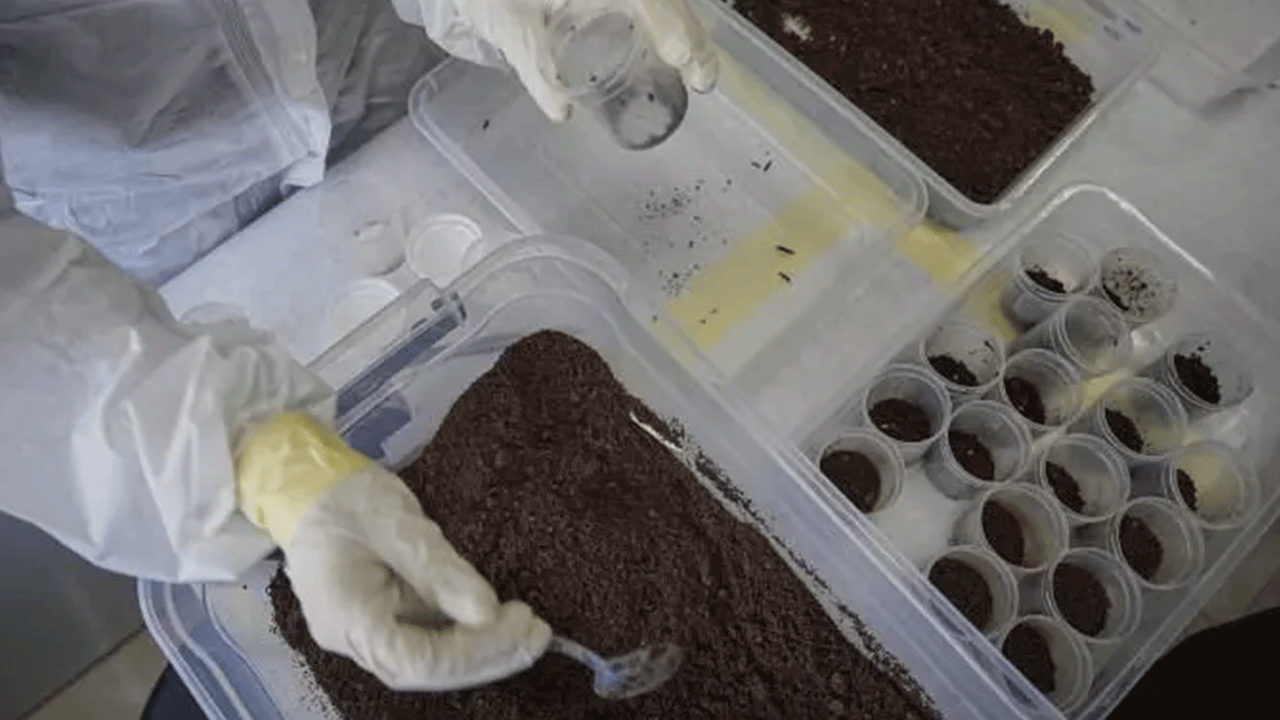 Foto - Görürseniz sakın öldürmeyin! Ormanda karşınıza çıkabilir!