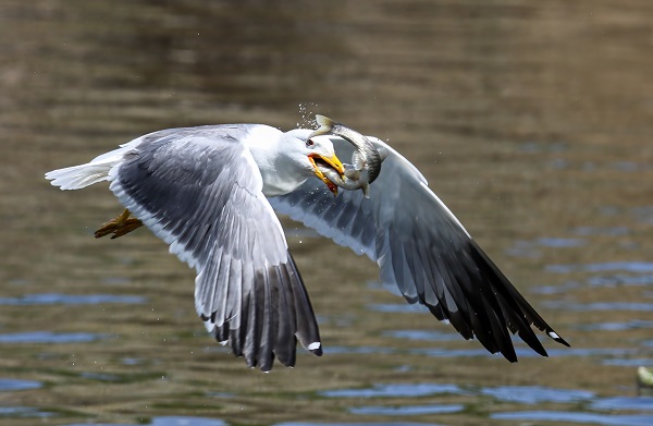 Foto - Göz açtırmıyorlar! Jandarmanın inci kefali nöbeti!