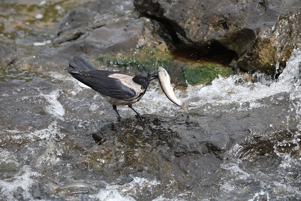 Foto - Göz açtırmıyorlar! Jandarmanın inci kefali nöbeti!