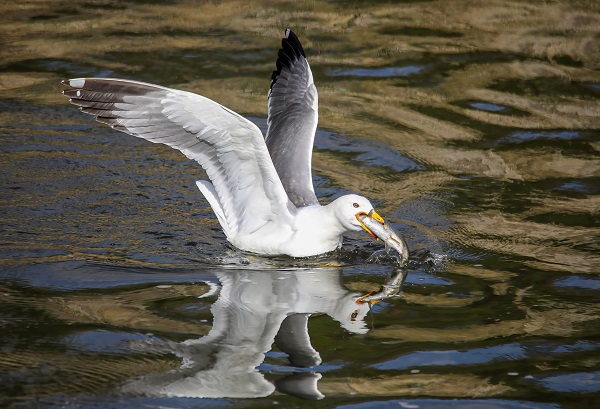 Foto - Göz açtırmıyorlar! Jandarmanın inci kefali nöbeti!