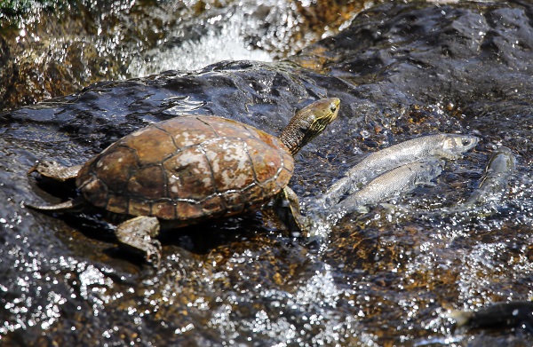 Foto - Göz açtırmıyorlar! Jandarmanın inci kefali nöbeti!