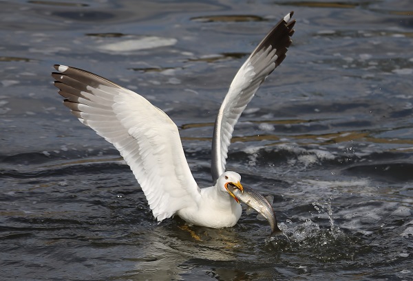 Foto - Göz açtırmıyorlar! Jandarmanın inci kefali nöbeti!