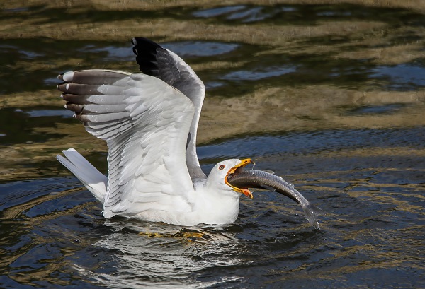 Foto - Göz açtırmıyorlar! Jandarmanın inci kefali nöbeti!
