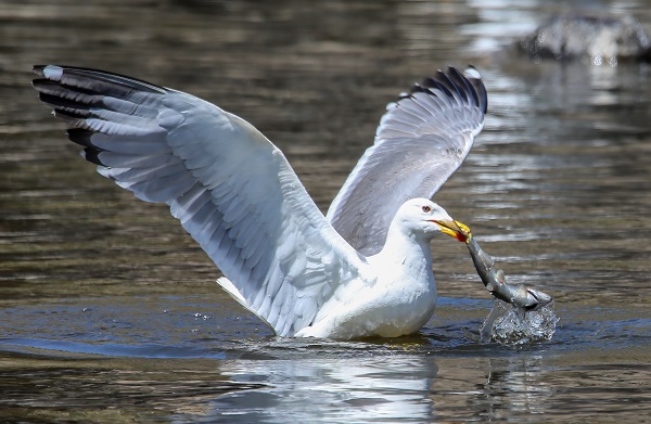 Foto - Göz açtırmıyorlar! Jandarmanın inci kefali nöbeti!