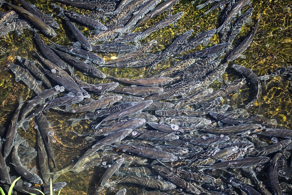 Foto - Göz açtırmıyorlar! Jandarmanın inci kefali nöbeti!