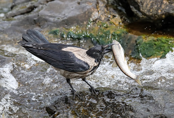 Foto - Göz açtırmıyorlar! Jandarmanın inci kefali nöbeti!