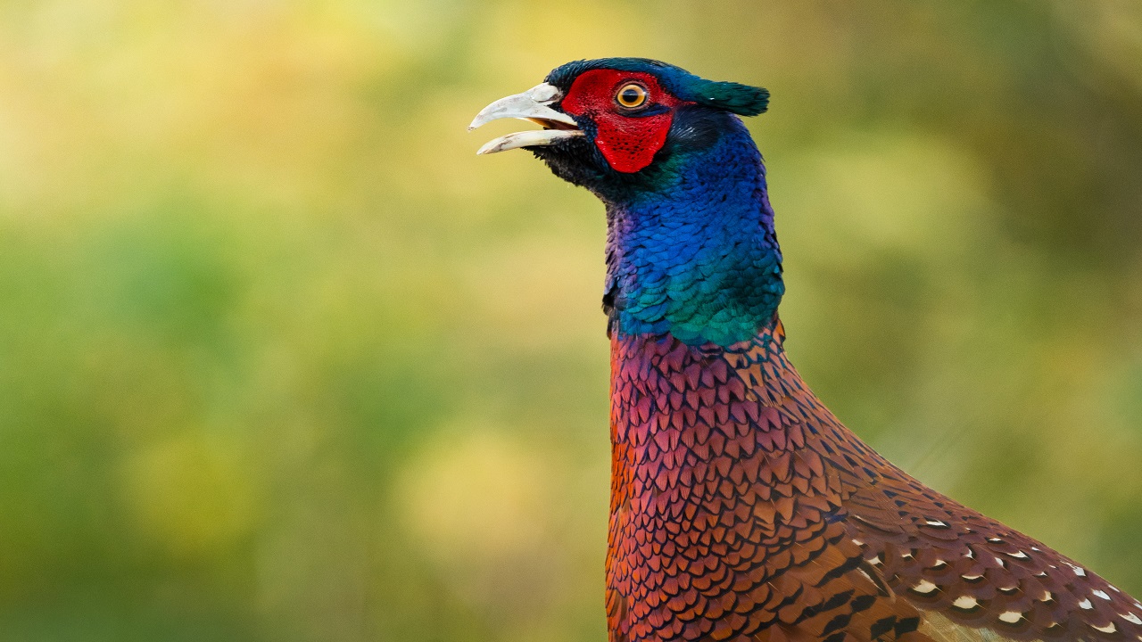 Foto - Göz kamaştıran güzellik objektiflere yansıdı