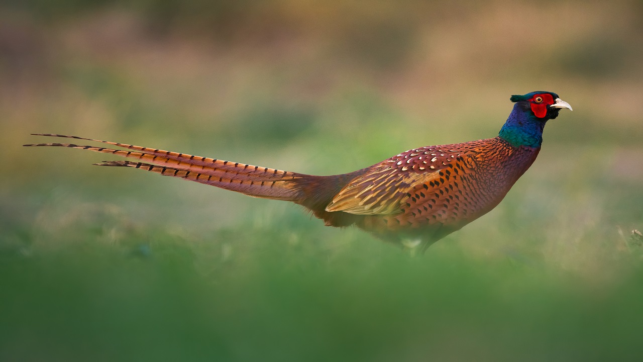 Foto - Göz kamaştıran güzellik objektiflere yansıdı