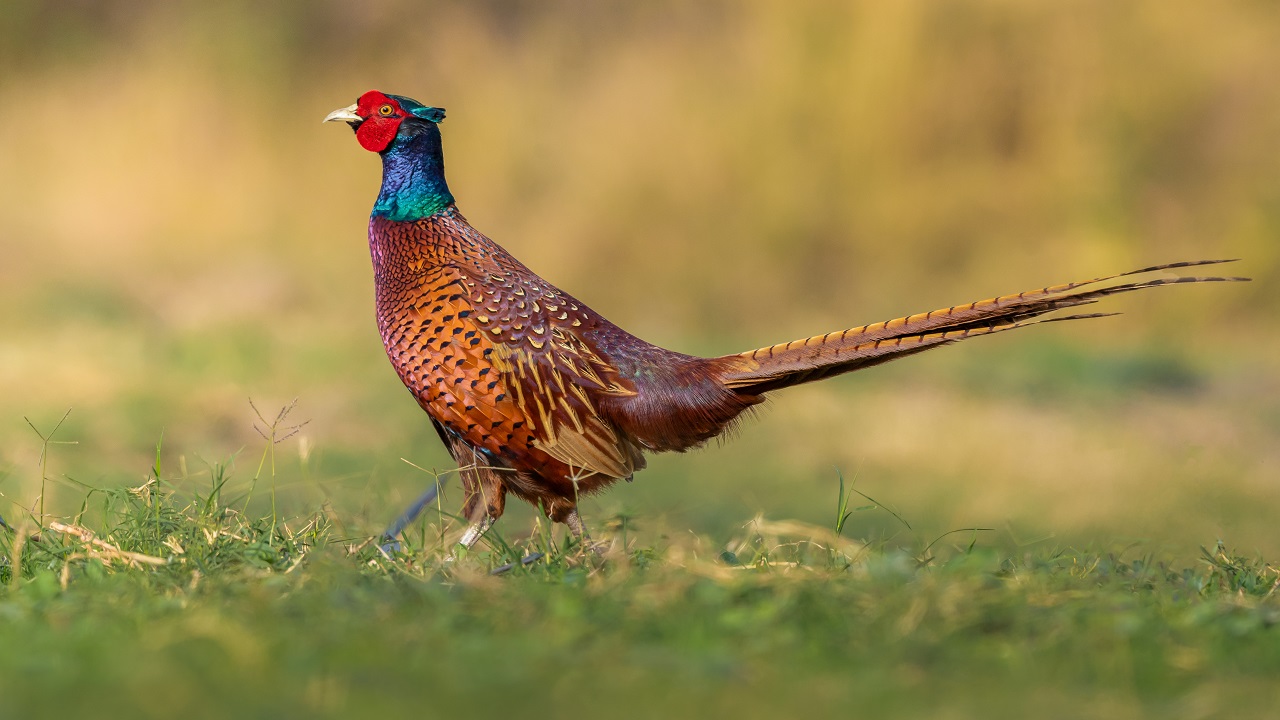 Göz kamaştıran güzellik objektiflere yansıdı