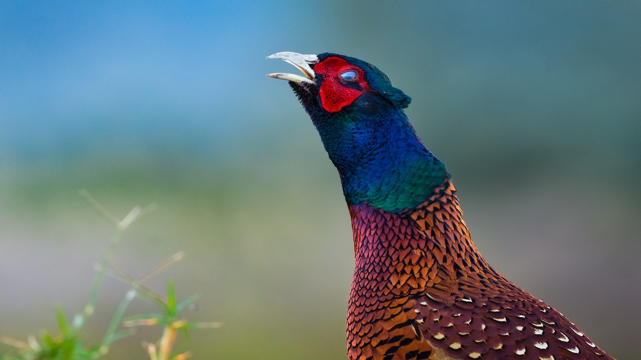 Foto - Göz kamaştıran güzellik objektiflere yansıdı