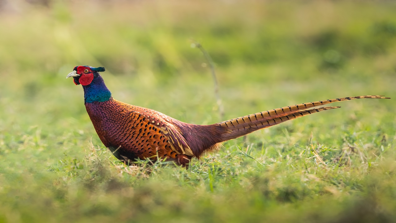 Foto - Göz kamaştıran güzellik objektiflere yansıdı
