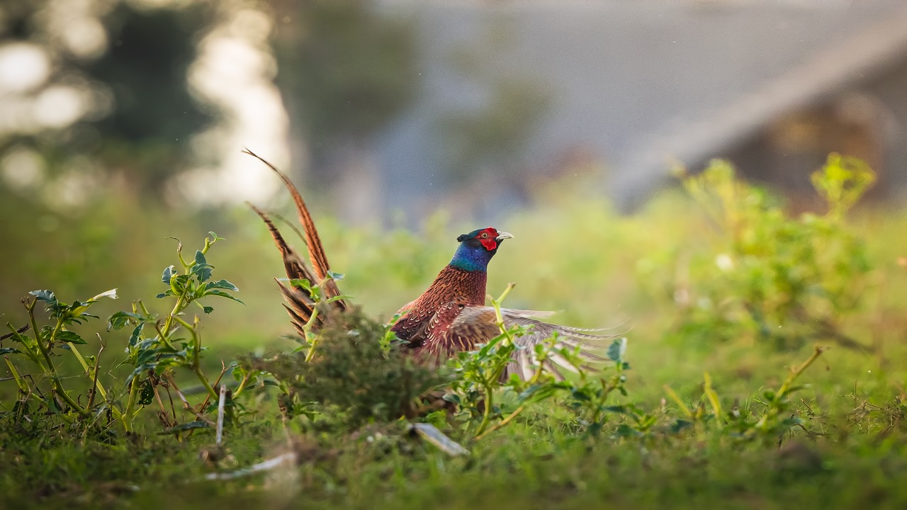 Foto - Göz kamaştıran güzellik objektiflere yansıdı